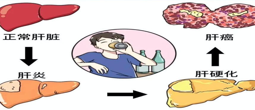 肝脏.png 肝脏.png