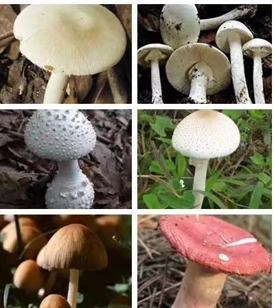 蘑菇合体.jpg 蘑菇合体.jpg